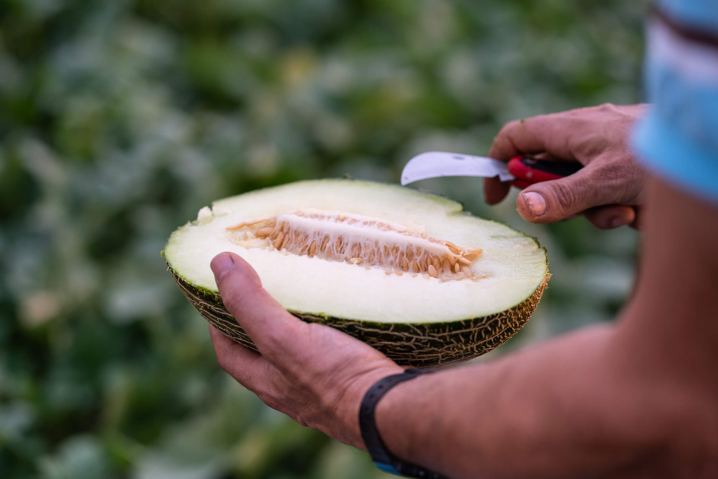 melon-umamy